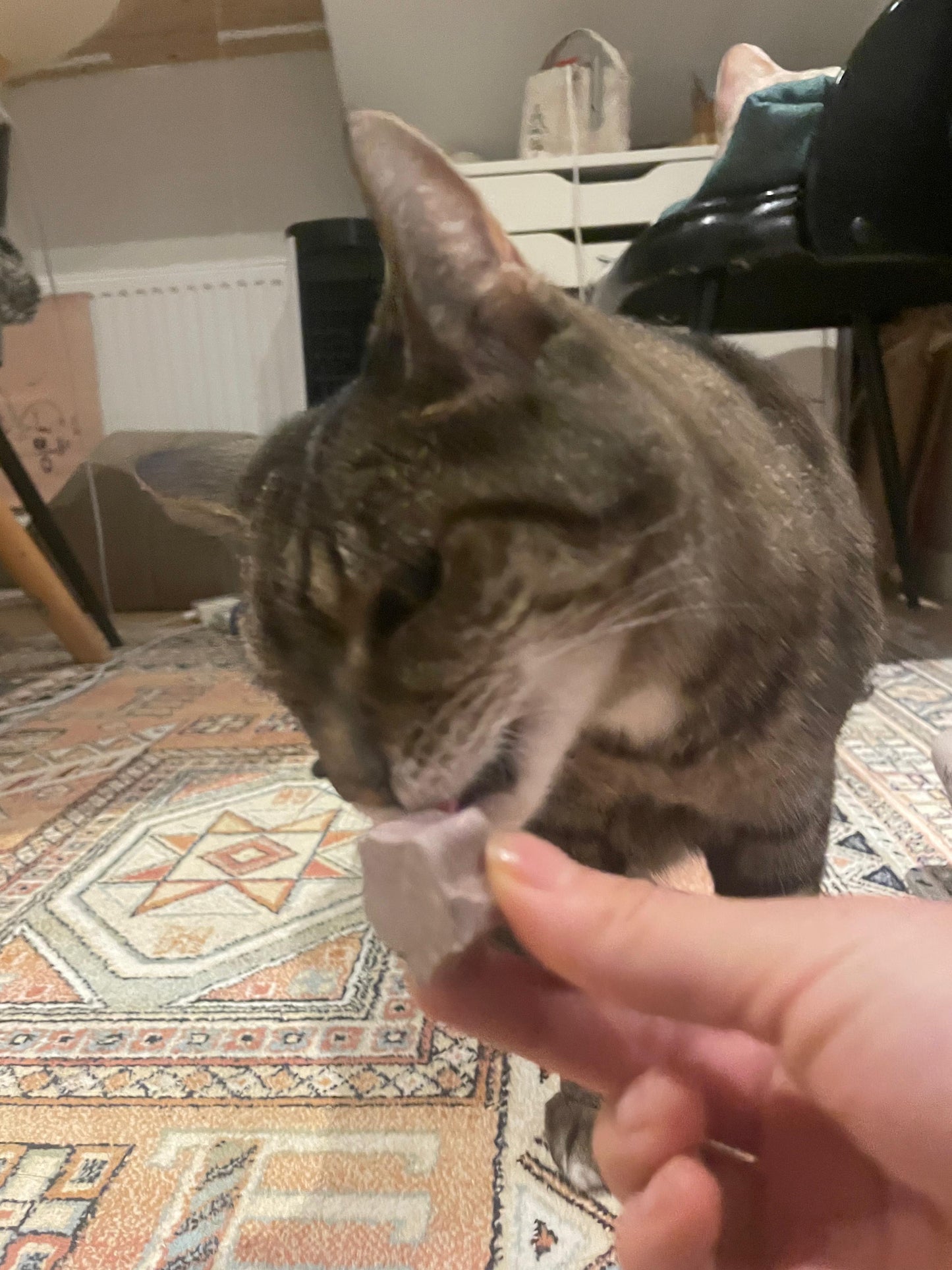 Dental Stars for Cats