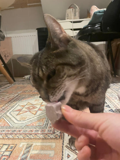 Dental Stars for Cats